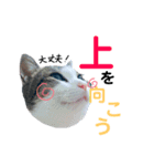 しー cats（個別スタンプ：16）