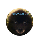 ぽんぽんP（個別スタンプ：2）