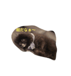 ぽんぽんP（個別スタンプ：5）
