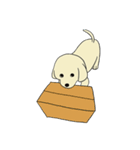 ゴールデンレトリバー 子犬のスタンプ（個別スタンプ：2）
