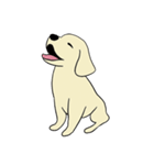 ゴールデンレトリバー 子犬のスタンプ（個別スタンプ：7）