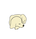 ゴールデンレトリバー 子犬のスタンプ（個別スタンプ：10）