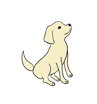 ゴールデンレトリバー 子犬のスタンプ（個別スタンプ：19）