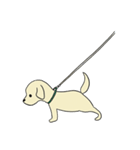 ゴールデンレトリバー 子犬のスタンプ（個別スタンプ：23）