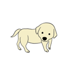 ゴールデンレトリバー 子犬のスタンプ（個別スタンプ：26）