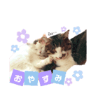 ねこちゃんs（個別スタンプ：7）