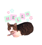 ねこちゃんs（個別スタンプ：9）