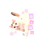 ねこちゃんs（個別スタンプ：10）