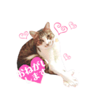 ねこちゃんs（個別スタンプ：11）