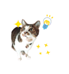 ねこちゃんs（個別スタンプ：13）