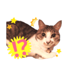 ねこちゃんs（個別スタンプ：16）
