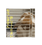 異常に可愛いロップイヤー（個別スタンプ：1）