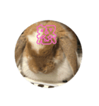 異常に可愛いロップイヤー（個別スタンプ：3）