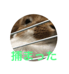 異常に可愛いロップイヤー（個別スタンプ：5）