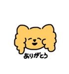プードル（顔）（個別スタンプ：1）