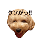 くいしんぼうわんこⅢ（個別スタンプ：6）