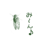 せみんみん。（個別スタンプ：11）