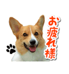 源次郎セリフスタンプ（個別スタンプ：1）