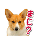 源次郎セリフスタンプ（個別スタンプ：7）