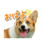 源次郎セリフスタンプ（個別スタンプ：15）