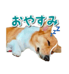 源次郎セリフスタンプ（個別スタンプ：16）