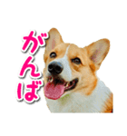 源次郎セリフスタンプ（個別スタンプ：18）