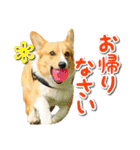 源次郎セリフスタンプ（個別スタンプ：19）
