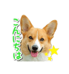 源次郎セリフスタンプ（個別スタンプ：20）