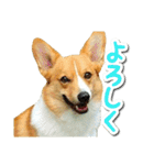 源次郎セリフスタンプ（個別スタンプ：22）