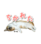 源次郎セリフスタンプ（個別スタンプ：24）