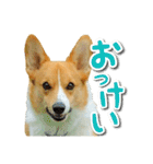 源次郎セリフスタンプ（個別スタンプ：26）