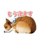 源次郎セリフスタンプ（個別スタンプ：30）
