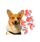 源次郎セリフスタンプ（個別スタンプ：31）