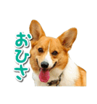 源次郎セリフスタンプ（個別スタンプ：32）