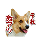 源次郎セリフスタンプ（個別スタンプ：33）