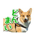 源次郎セリフスタンプ（個別スタンプ：34）