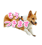 源次郎セリフスタンプ（個別スタンプ：35）