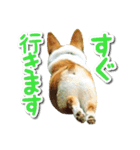 源次郎セリフスタンプ（個別スタンプ：36）