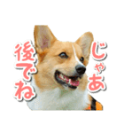 源次郎セリフスタンプ（個別スタンプ：37）