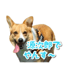 源次郎セリフスタンプ（個別スタンプ：40）