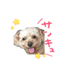 ここみぃひぃたん（個別スタンプ：1）