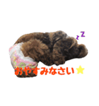 トイプードルの小麦＆ペキプーのペキ助（個別スタンプ：3）