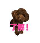 トイプードルの小麦＆ペキプーのペキ助（個別スタンプ：4）