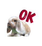 我が家のうさぎ「まぁ坊」と「ココちゃん」（個別スタンプ：1）