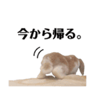 我が家のうさぎ「まぁ坊」と「ココちゃん」（個別スタンプ：2）