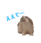 我が家のうさぎ「まぁ坊」と「ココちゃん」（個別スタンプ：3）