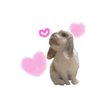 我が家のうさぎ「まぁ坊」と「ココちゃん」（個別スタンプ：4）