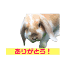 我が家のうさぎ「まぁ坊」と「ココちゃん」（個別スタンプ：6）