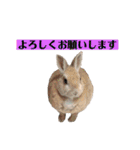 我が家のうさぎ「まぁ坊」と「ココちゃん」（個別スタンプ：7）