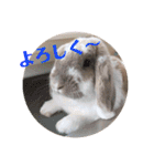 我が家のうさぎ「まぁ坊」と「ココちゃん」（個別スタンプ：8）